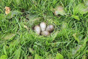4 eggs in curlew nest