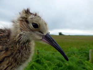 curlew chick close up