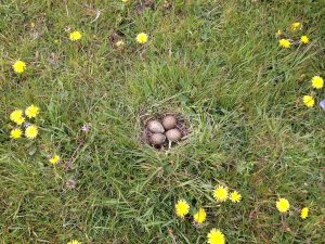 curlew nest with 4 eggs