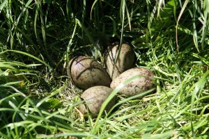 Curlew nest with 4 eggs