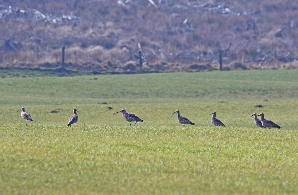 group of curlew