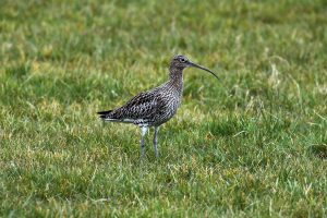Adult curlew in field