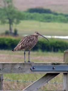 curlew on gate