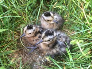 predator control could help give curlew chicks a chance to survive