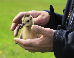 chick found with radio tag