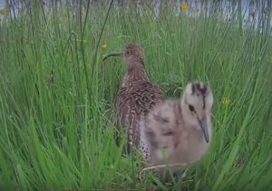 citizen science helped to highlight the decline of shropshire curlew