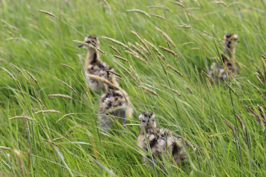Chicks running through grass