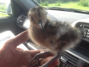 curlew chick with ring