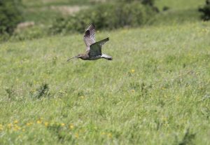 Adult curlew protecting chicks