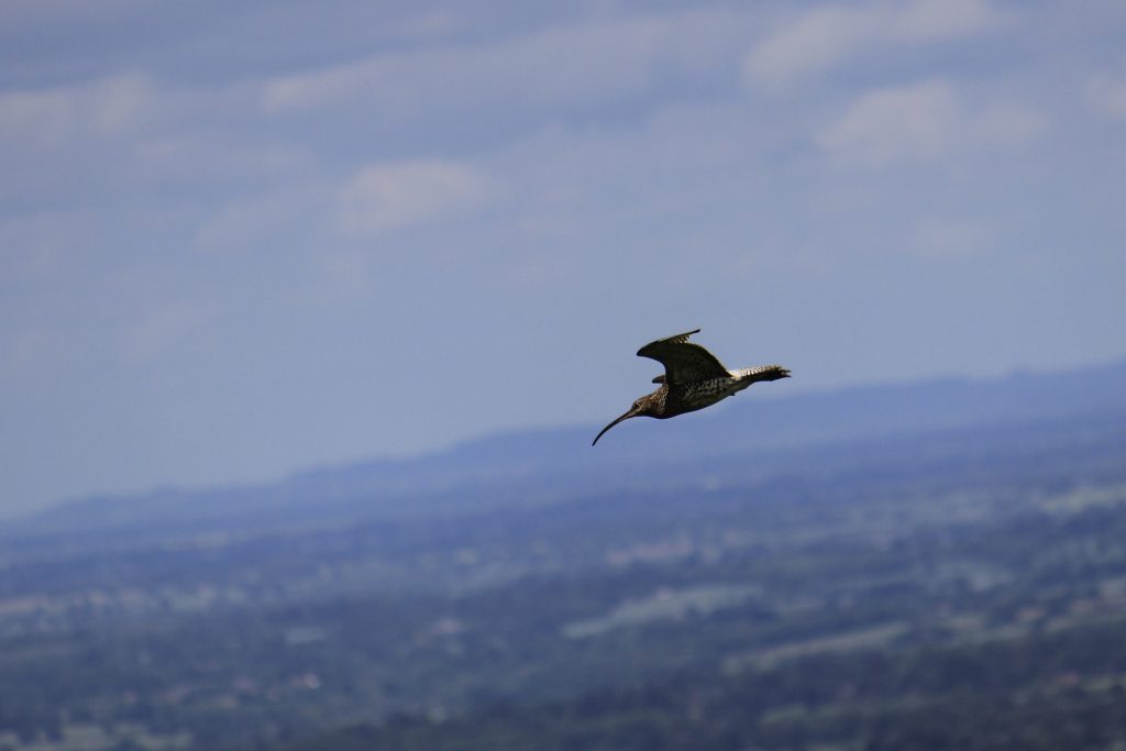 Adult curlew flying