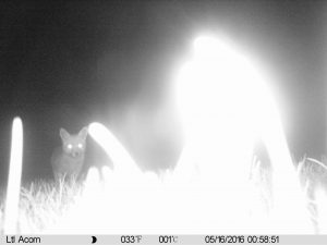 fox predation curlew eggs