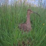 adult curlew on nest