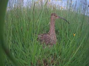 curlew long neck