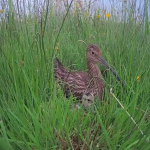 curlew and chick 3