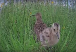 curlew cam chick