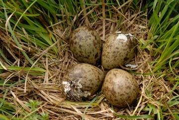 curlew eggs by Astrid Kant