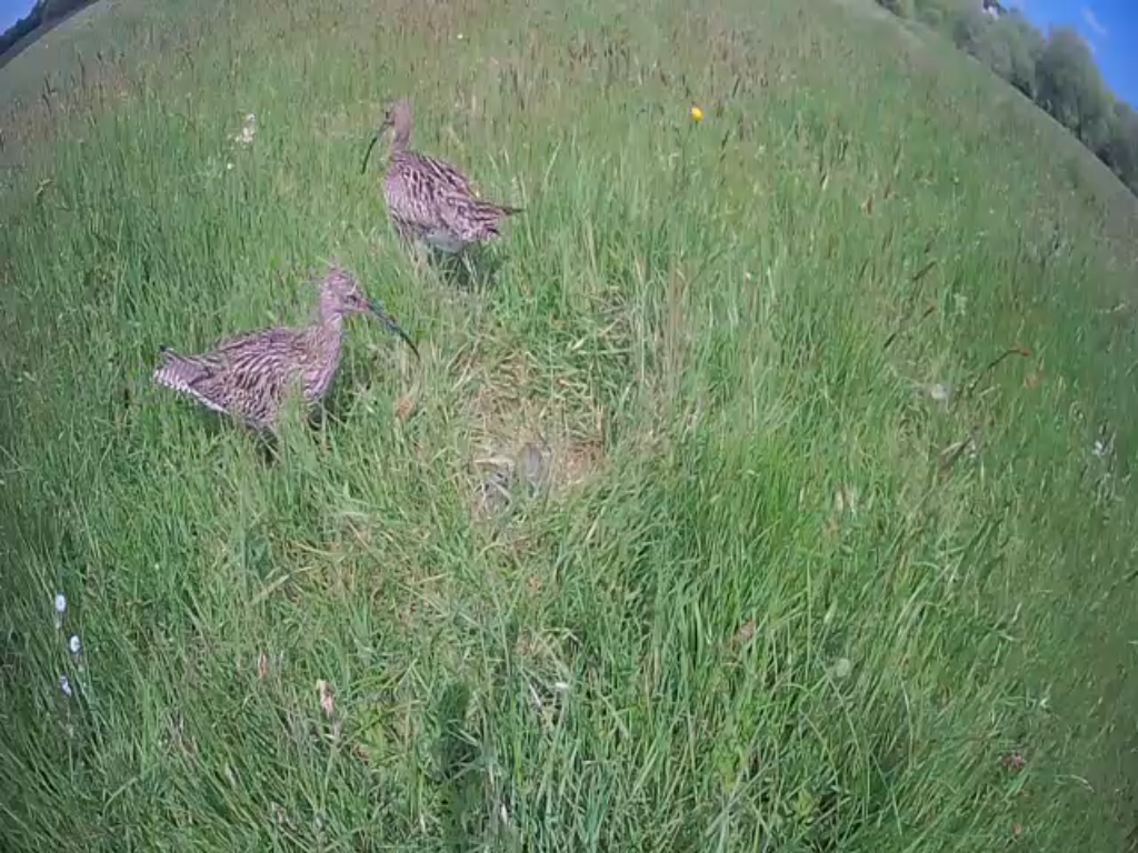 Curlew parents changing over nest duty