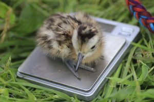 curlew chick being weighed