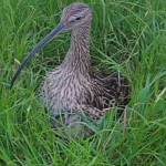 Curlew sitting on Curlew Cam nest