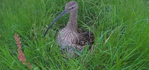 Curlew sitting on Curlew Cam nest
