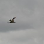 Curlew in flight