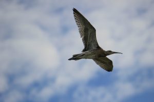 Young Curlew in first flight