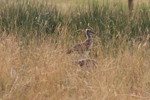 Young headstarted Curlew after release
