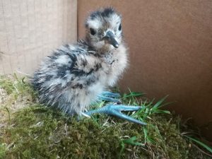 Curlew chick shortly after hatching