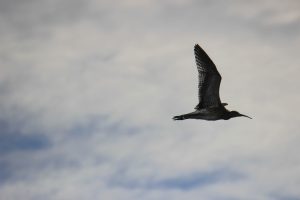 curlew in flight