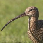 Adult Curlew by Billy Clapham