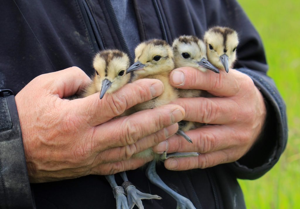 4 Curlew chicks caught to be radio tagged