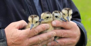 Curlew Country ¦ Curlew ¦ Curlew Chicks ¦ Wading Birds ¦ Endangered UK Birds ¦ Headstarting ¦ Wildlife conservation ¦ chick