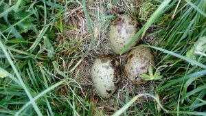 Curlew nest with pipping eggs
