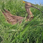 Curlew on curlewcam
