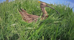 Curlew on curlewcam