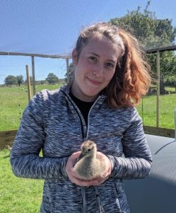 Woman holding headstarted curlew chick
