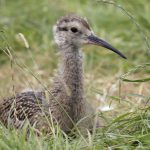 Young Curlew