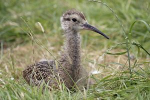 Curlew chick ¦ Curlew Country ¦ British Wading Birds ¦ Endangered UK birds ¦ Headstarting ¦ Wader ¦ Ornithology