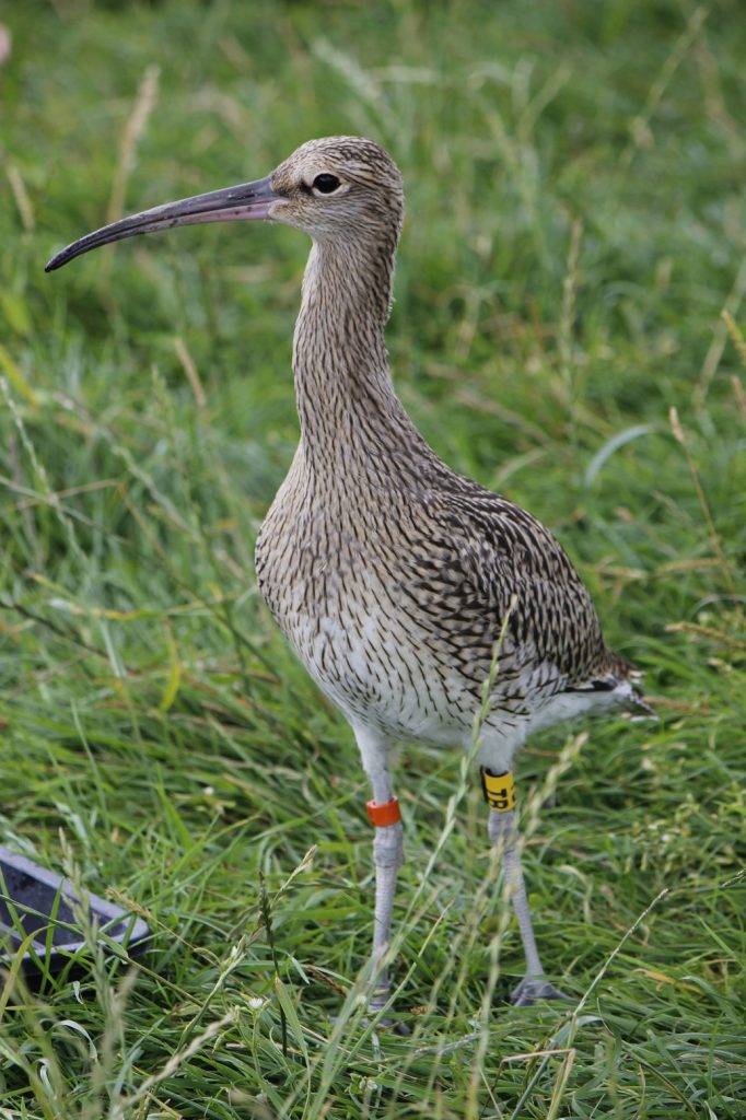 Near fledged headstarted Curlew