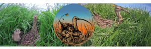 Curlew Cam ¦ Nest Camera ¦ Nest ¦ British Wading Bird ¦ Curlew Bird ¦ Curlew Egg ¦ Ornithology ¦ Shropshire Hills
