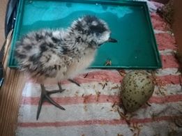 A curlew chick and the egg it hatched from during 2018 headstarting