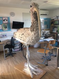 giant curlew model in the classroom