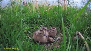 Curlew Country ¦ Curlew Cam ¦ Live nest camera ¦ wader chicks