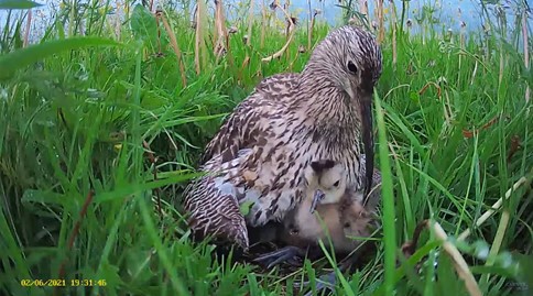 Curlew Cam ¦ Curlew Conservation ¦ Wading Birds ¦ Live Nest Camera