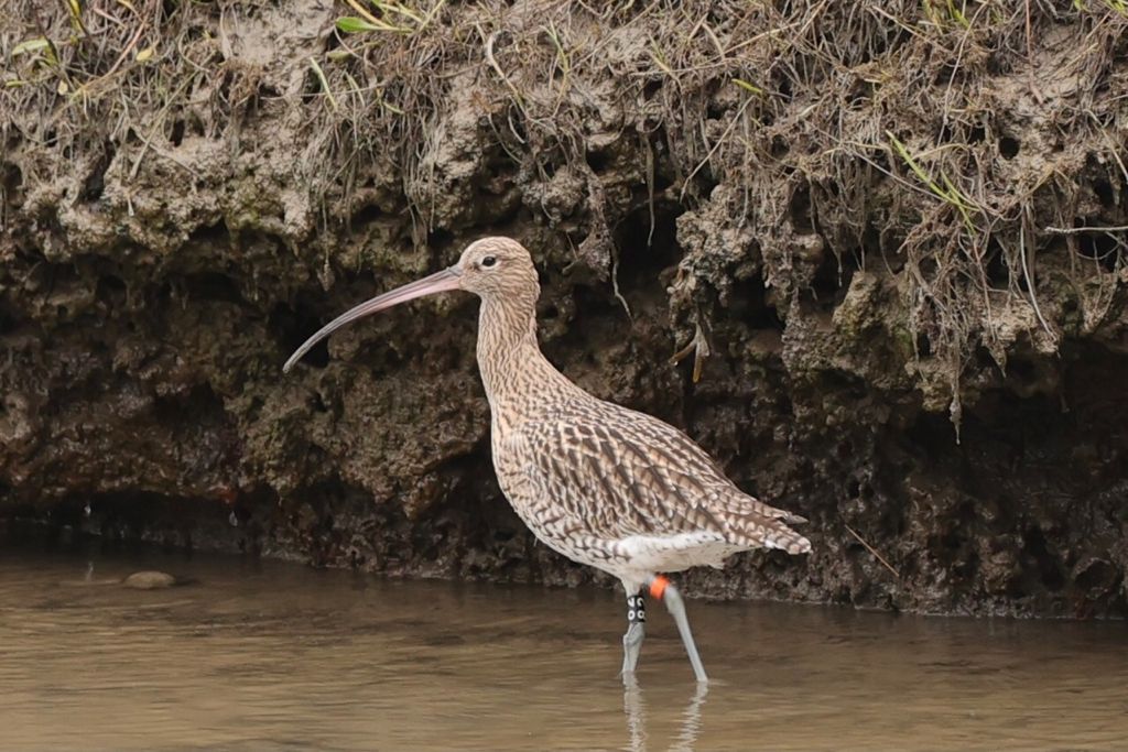 Photo of headstarted Curlew 82, courtesy of L. Westlake