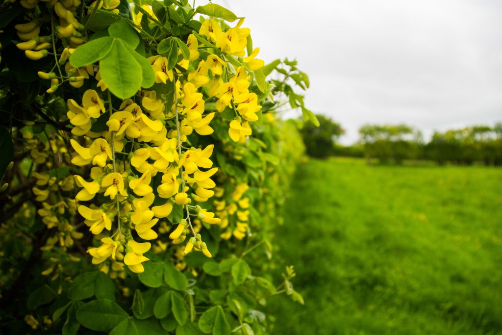 A laburnum hedge with yellow flowers. The hedge borders a grassy field.