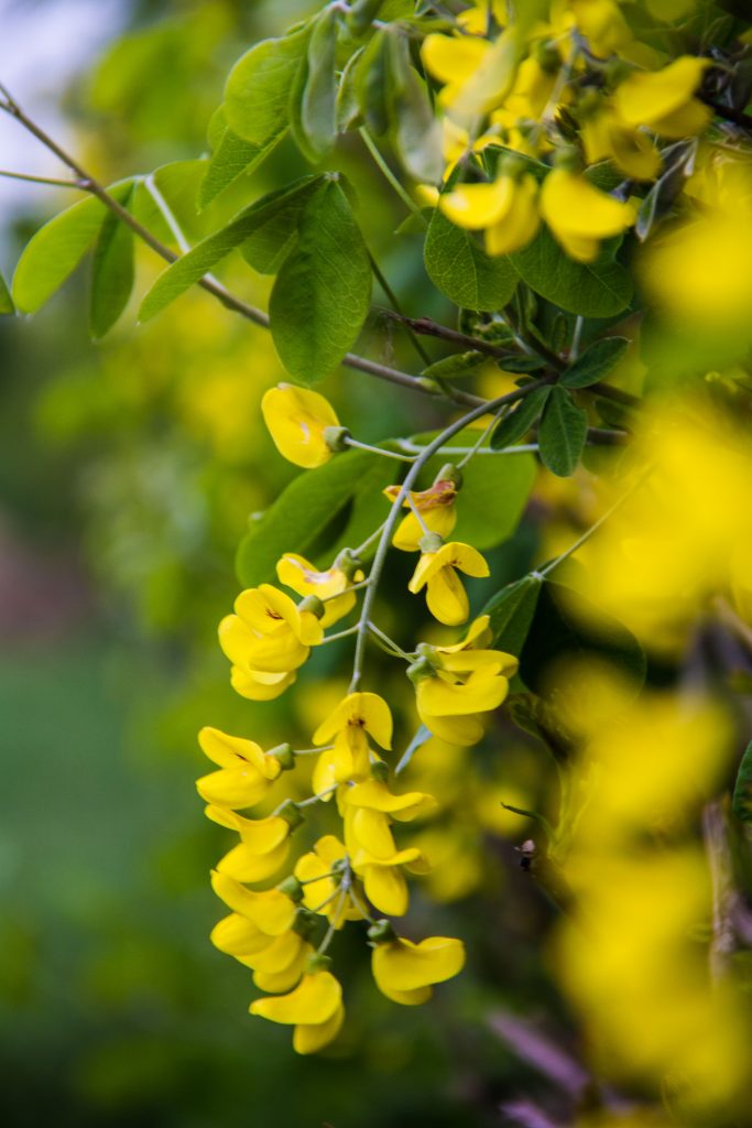 A bright yellow laburnum flower.
