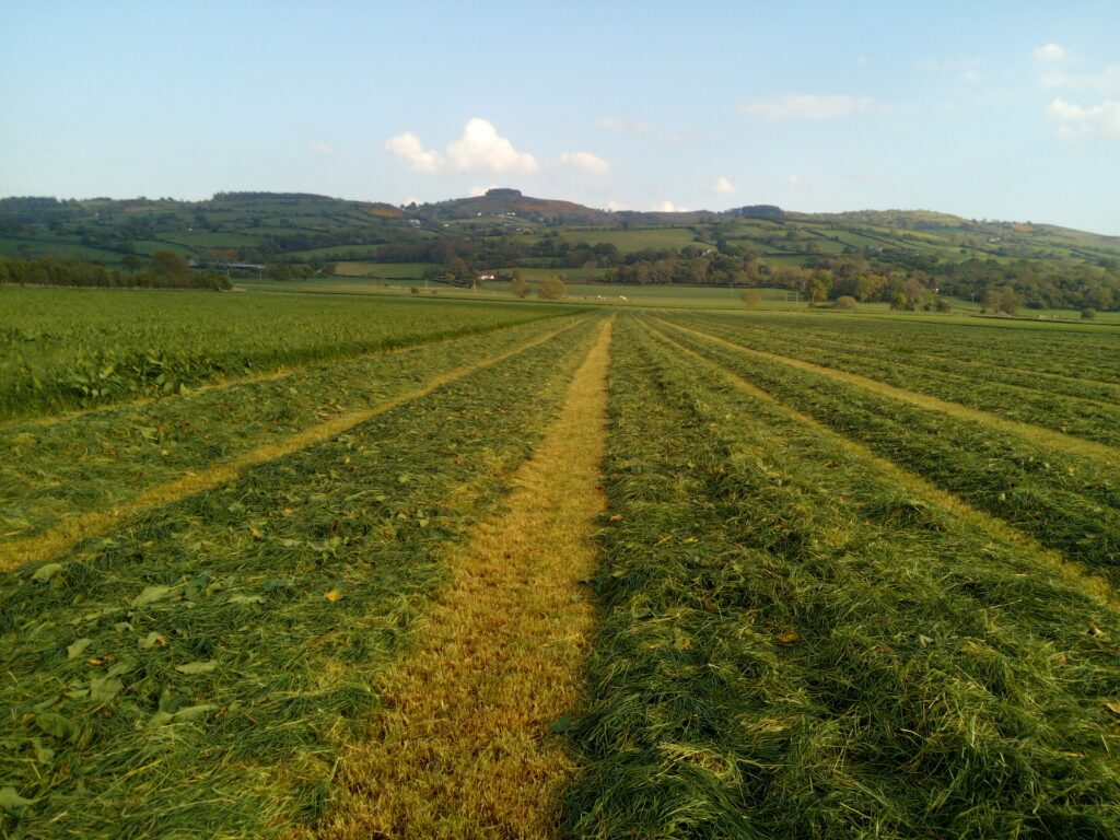 2022-05-08 - 18-00-01-1 - TL-BV5500 - Marton NE, nest finding in partially cut field (cutting halted)