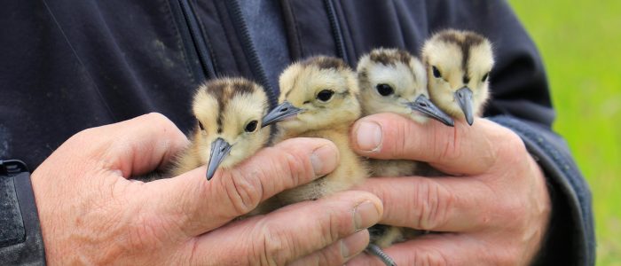 Curlew Country ¦ Curlew ¦ Curlew Chicks ¦ Wading Birds ¦ Endangered UK Birds ¦ Headstarting ¦ Wildlife conservation ¦ chick